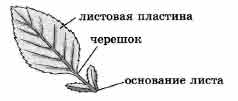 Покажите стрелками и подпишите на рисунке основание черешок листовую пластинку