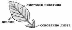 Покажите стрелками и подпишите на рисунке черешок. Черешок жилка и листовая пластинка. Листовая пластинка черешок прилистники основание. Основание листовой пластинки. Листья с прилистниками.