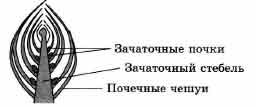 Покажите стрелками и подпишите на рисунке почки стебель лист