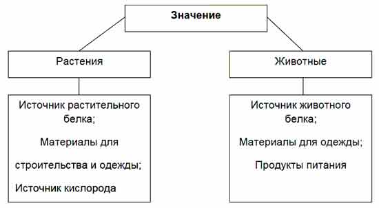 Значение животных в природе и жизни человека схема